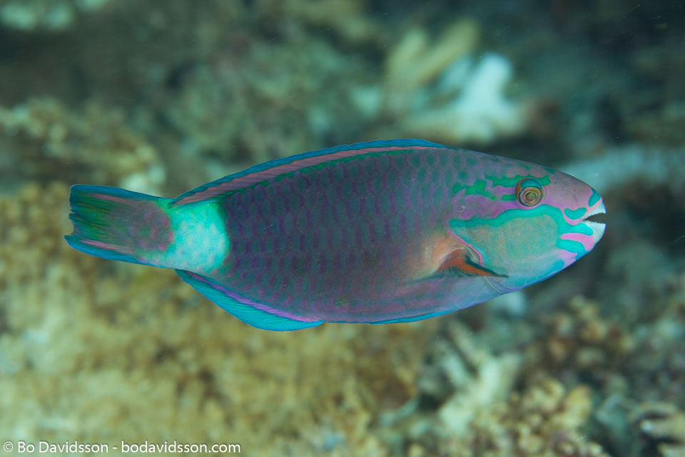 BD-130713-Maldives-0410-Chlorurus-sordidus-(Forsskål.-1775)-[Daisy-parrotfish].jpg